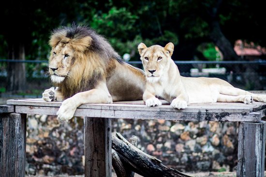 Audiência pública vai debater a transferências dos animais do Zoobotânico para santuários