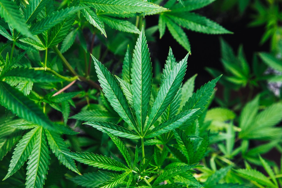 Projeto de Lei incentiva pesquisas com cannabis sativa no Piauí