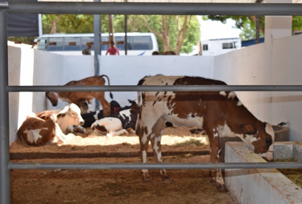  Expoapi inicia neste domingo (5) e conta com shows e leilões