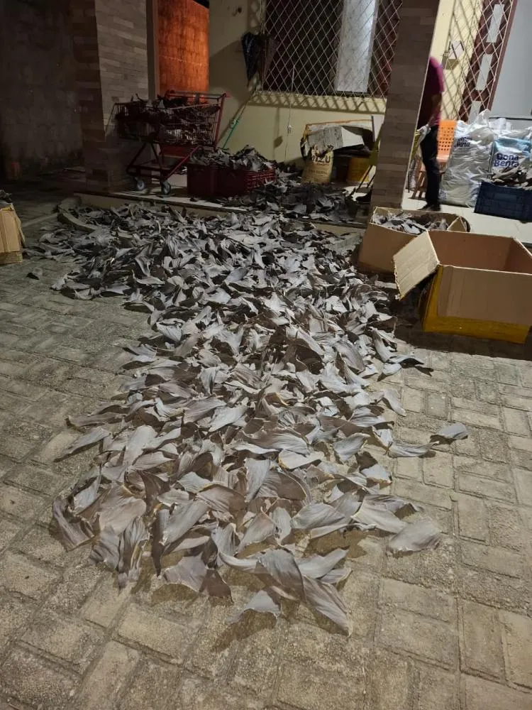 PM e órgãos federais apreendem toneladas de barbatanas de tubarão e animais marinhos em casa de Parnaíba