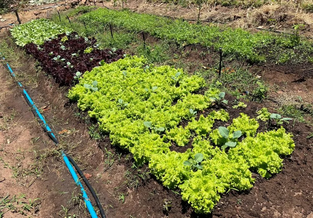 Microempreendedores rurais serão agraciados, nesta terça, em Teresina, com Prêmios BNB da Agricultura Familiar e Microfinança Rural