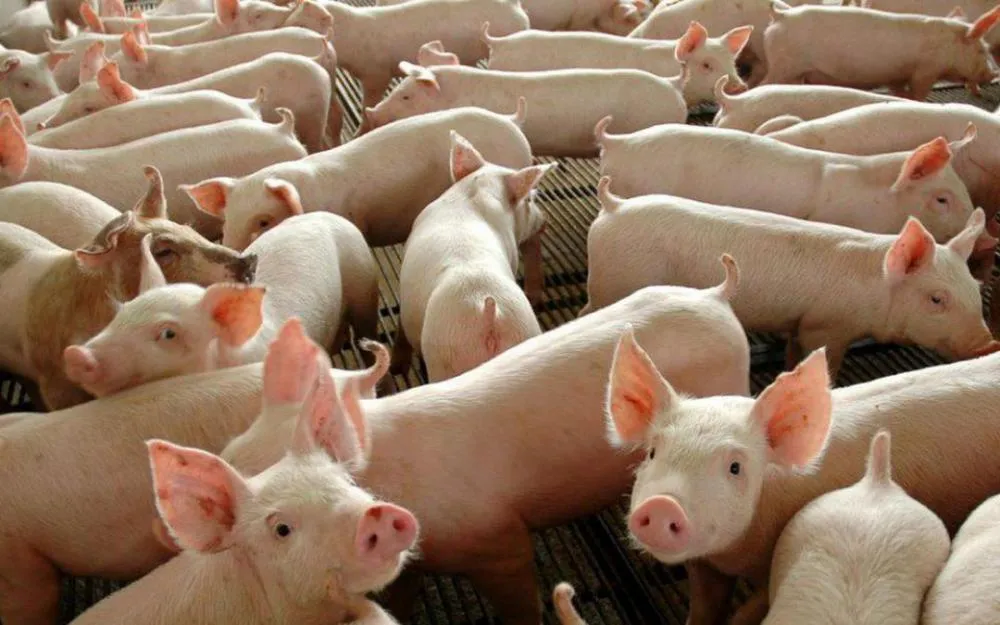 Após caso de febre suína, Piauí adota medidas emergenciais por seis meses