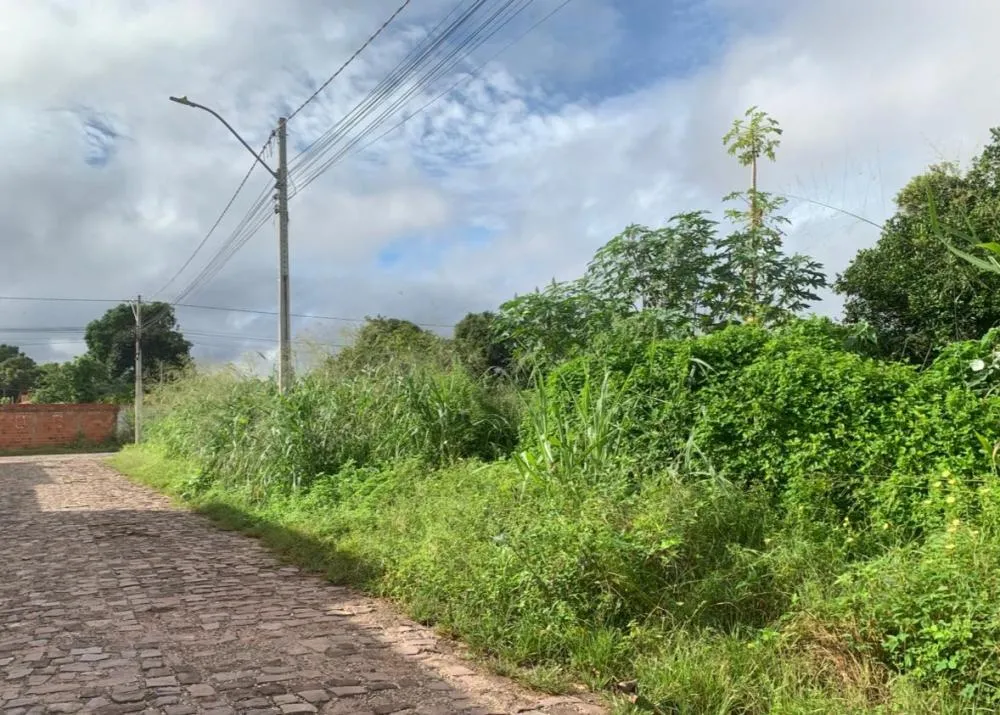 Moradores denunciam mato alto e descarte irregular de lixo em bairro da Zona Leste de Teresina