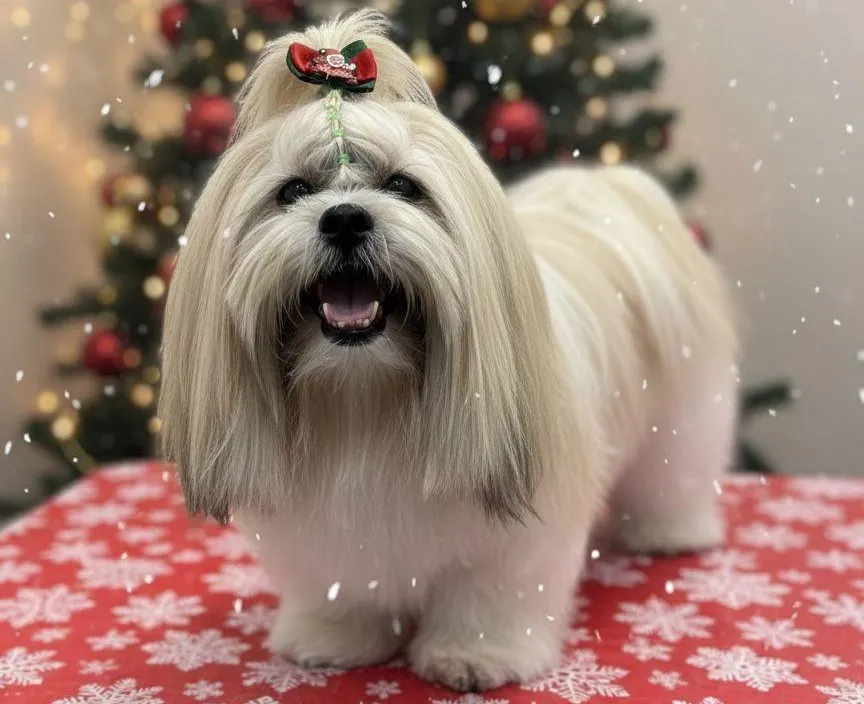 Família procura cachorro da raça Shih Tzu desaparecido em Parnaíba