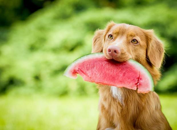 Conheça quais frutas o seu doguinho pode comer 